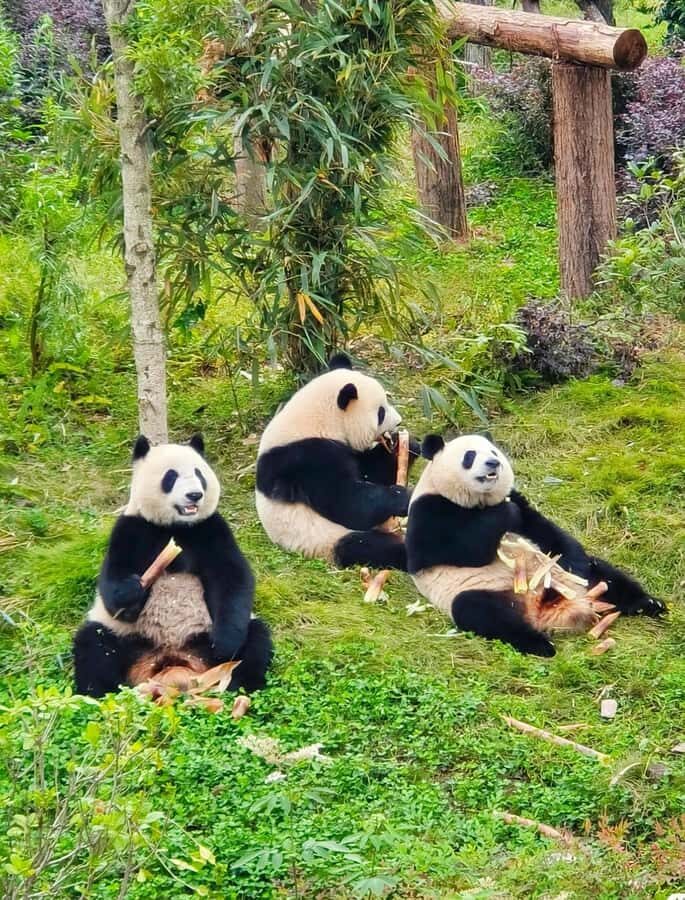 Chengdu: Giant Panda Base Admission Ticket - Who Should Consider This Tour?