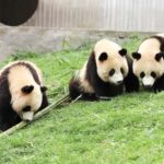 Chengdu Giant Panda Base Half Day Tour (English Tour Guide) - Who Will Love This Tour?