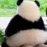 Chengdu: Giant Panda Base, Sanxingdui Museum, and Opera Tour - How the Itinerary Fits Together