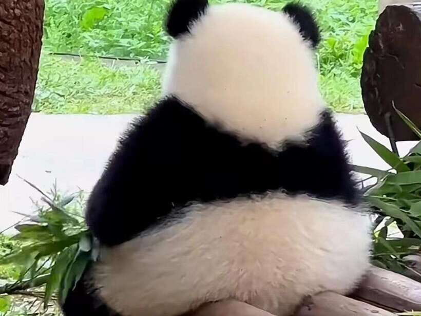 Chengdu: Giant Panda Base, Sanxingdui Museum, and Opera Tour - How the Itinerary Fits Together