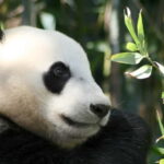 Chengdu: Half-Day Panda Base Tour with Guide Option - An In-Depth Look at the Chengdu Panda Base Tour
