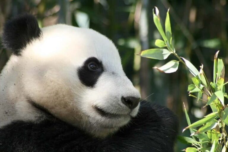 Chengdu: Half-Day Panda Base Tour with Guide Option - An In-Depth Look at the Chengdu Panda Base Tour