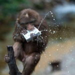 Chengdu: Jiuzhaigou, Dujiangyan, and Emeishan 9-Day Tour - Overall Experience: What Sets This Tour Apart?