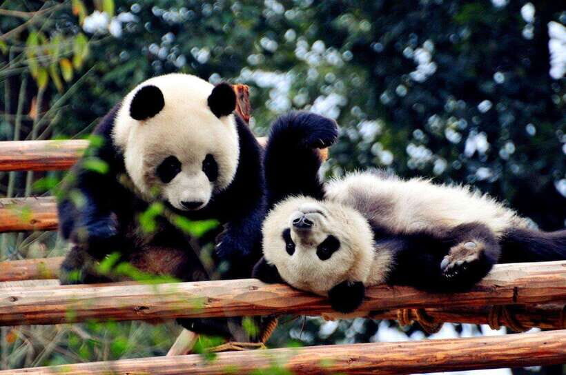 Chengdu: Panda Base and Leshan Giant Buddha Day Tour - The Journey to Leshan: From Land to Legend