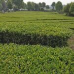 Chengdu panda base and Leshan Giant Buddha one day tour - Who Should Choose This Tour?