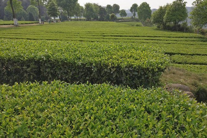 Chengdu panda base and Leshan Giant Buddha one day tour - Who Should Choose This Tour?