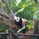 Chengdu: Panda Base Half Day Group Tour - Why This Tour Offers Great Value