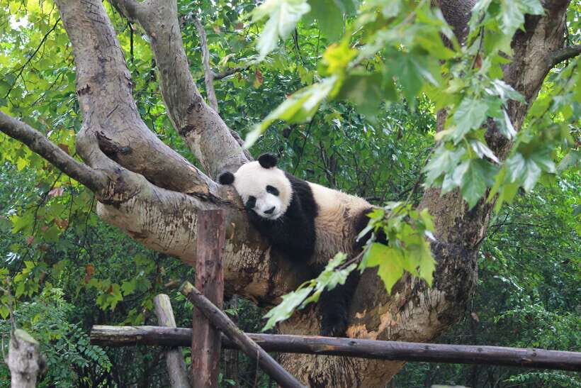 Chengdu: Panda Base Half Day Group Tour - Why This Tour Offers Great Value