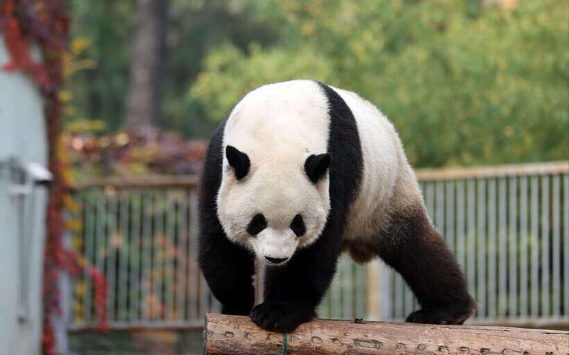 Chengdu: Panda Base Half Day Group Tour - What You’ll Experience at the Panda Base