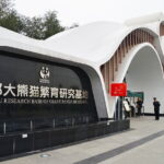 Chengdu Panda Breeding Base Ticket w/ Optional Transfer or Guide - What to Expect at the Chengdu Panda Breeding Base