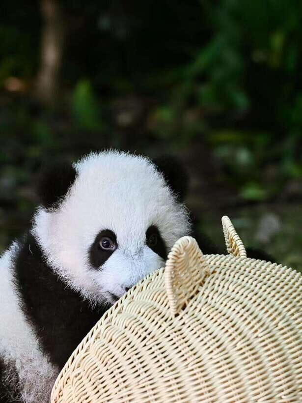 Chengdu: Panda Research Base Ticket or Private Transfer Tour - The Itinerary and Highlights