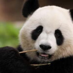 Chengdu Pandas&Dujiangyan Private Tour with Blue Tears - The Value of the Tour: Is It Worth It?