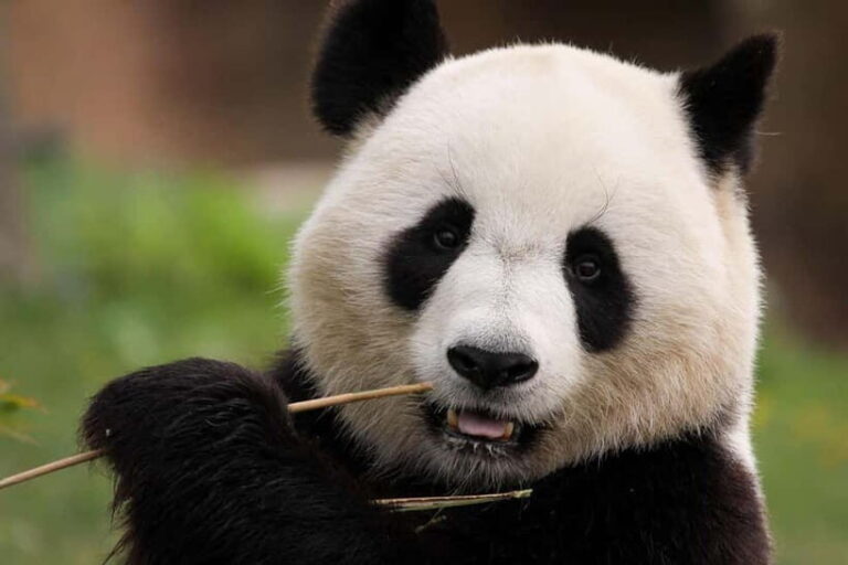 Chengdu Pandas&Dujiangyan Private Tour with Blue Tears - The Value of the Tour: Is It Worth It?