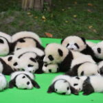 Chengdu: Private Kung Fu Panda Movie Tour with Guide - The Value of This Tour