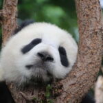 Chengdu Private Tour: Meet Pandas+Hike Qingcheng Front/Back - Final Thoughts
