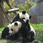 Chengdu: Research Base of Giant Panda Breeding e-Ticket - Practical Details and Tips