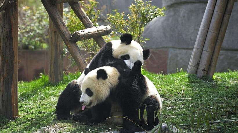 Chengdu: Research Base of Giant Panda Breeding e-Ticket - Practical Details and Tips