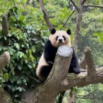 Chengdu Research Base of Giant Panda Breeding Entry Ticket - Why This Tour Is Worth Considering