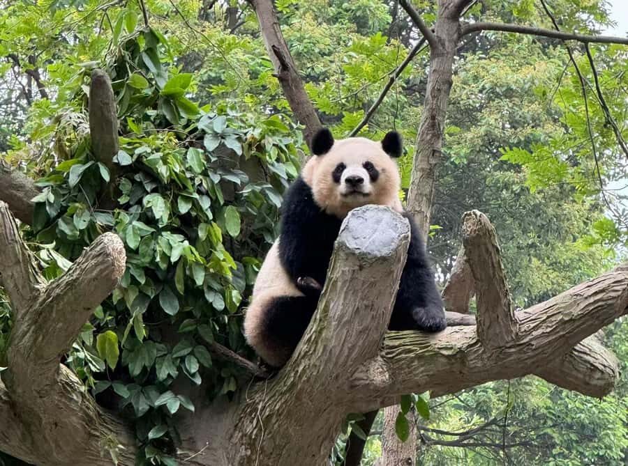 Chengdu Research Base of Giant Panda Breeding Entry Ticket - Why This Tour Is Worth Considering