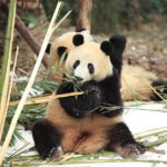 Chengdu Research Base of Giant Panda Breeding Ticket pre-booking - FAQ: Your Questions Answered