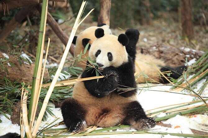 Chengdu Research Base of Giant Panda Breeding Ticket pre-booking - FAQ: Your Questions Answered