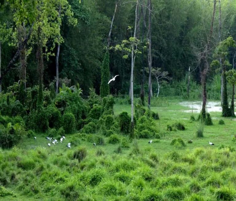 Chepang Hill Homestay Trek and Chitwan National Park Tour - What to Expect and Practical Tips