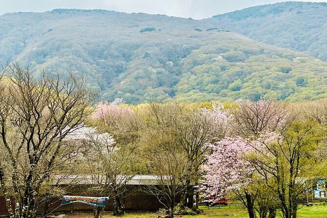 Cherry Blossom Tour in South Jeju Island & Tangerine Cafe - FAQ