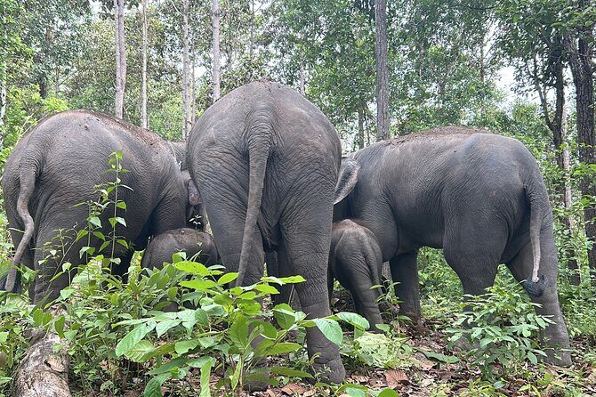Chiang Mai 1 Day: Elephant Sanctuary, Waterfall & Bamboo Rafting - Doi Inthanon Elephant Sanctuary Camp