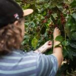 Chiang Mai : Coffee Process & Tasting  From Cherry to Cup - Valuing the Experience