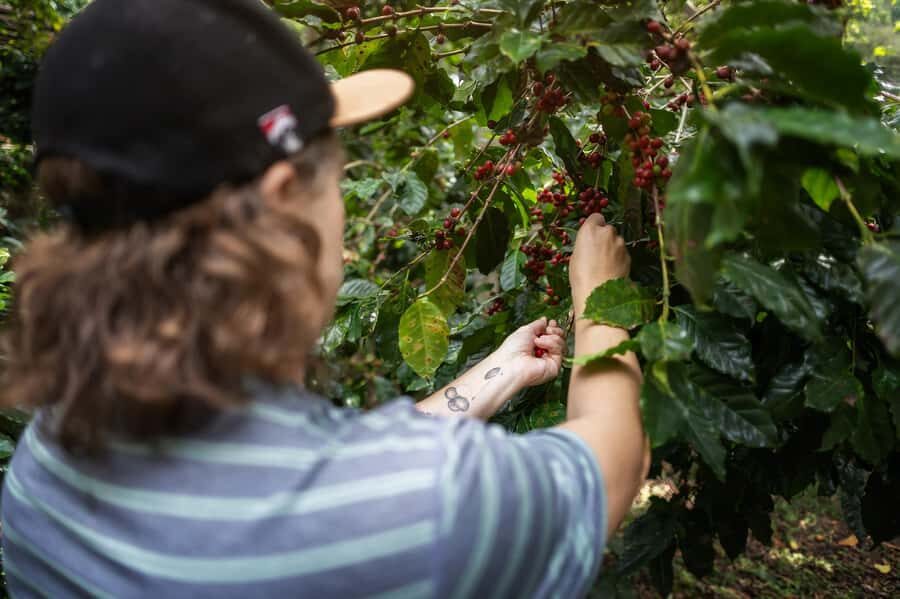 Chiang Mai : Coffee Process & Tasting  From Cherry to Cup - Valuing the Experience