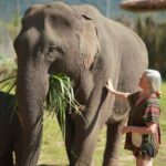 Chiang Mai: Elephant Care Mae Win&15 Ziplines-Tribe-Coffee - Transportation & Duration