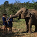 Chiang Mai: Elephant Sanctuary & Bamboo Rafting - Why This Tour Is Worth Considering