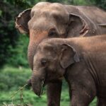 Chiang Mai Elephant Sanctuary, Bamboo Rafting and Waterfall Tour - Who Will Love This Experience?
