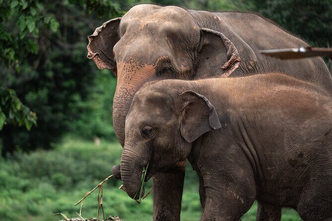 Chiang Mai Elephant Sanctuary, Bamboo Rafting and Waterfall Tour - Who Will Love This Experience?