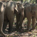 Chiang Mai Half Day Tour: Doi Inthanon Elephant Sanctuary - Authentic Experiences Shared in Reviews
