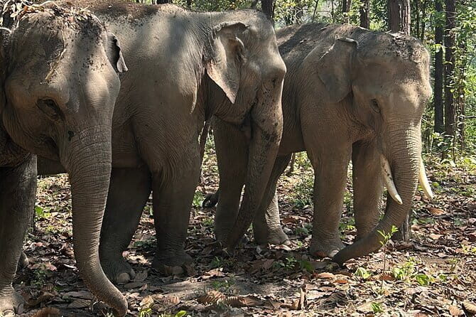 Chiang Mai Half Day Tour: Doi Inthanon Elephant Sanctuary - Authentic Experiences Shared in Reviews