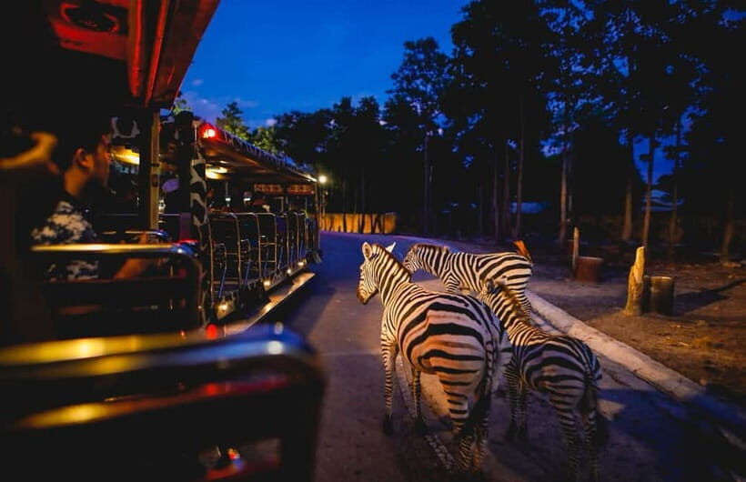 Chiang Mai Night Safari Full Access Ticket & Optional Pickup - What to Expect from the Chiang Mai Night Safari