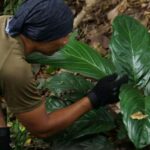 Chiang Mai: Small-Group Downhill Eco Walk to Waterfall - A Detailed Look at the Experience