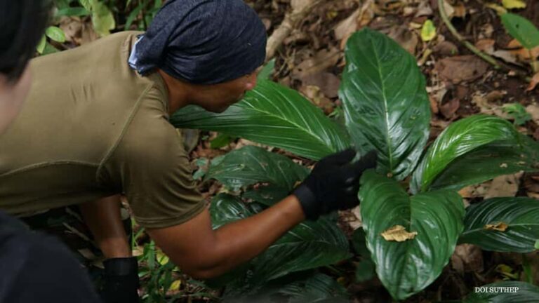 Chiang Mai: Small-Group Downhill Eco Walk to Waterfall - A Detailed Look at the Experience