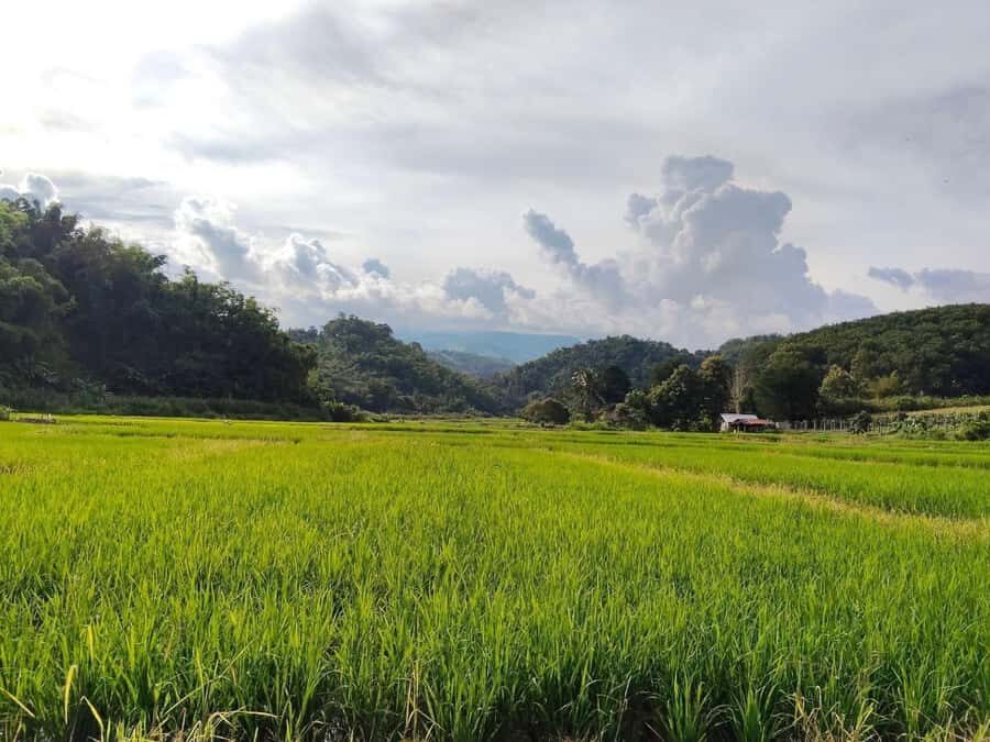 Chiang Rai: Jungle Trek, Waterfall, and Bamboo Raft Tour - What to Expect from the Tour