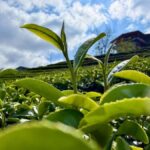 Chiang Rai: Mountains Discovery Doi Mae Salong & Doi Tung - What Sets This Tour Apart?