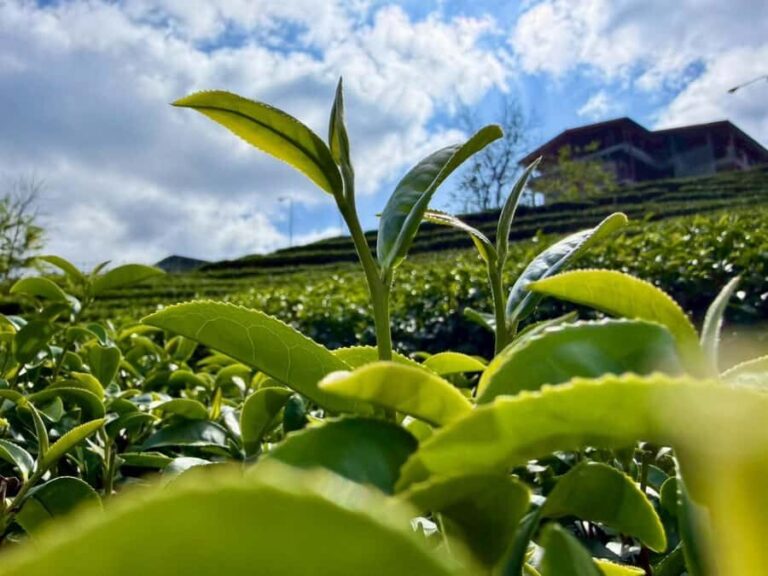 Chiang Rai: Mountains Discovery Doi Mae Salong & Doi Tung - What Sets This Tour Apart?