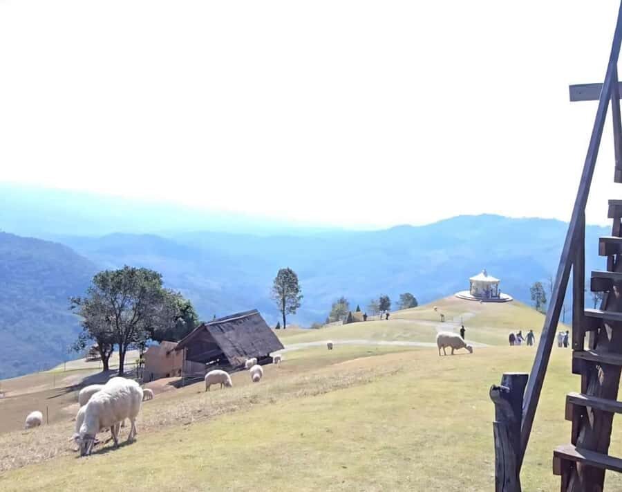 Chiang Rai: White Temple, Doi Chang, & Hot Springs Tour - Who Will Love This Tour?