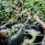 Chiangmai Coffee Farm Tour - Why This Tour Works Well