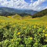 Chiangmai : Experience the magic of Mexican Sunflower field - Doi Mae U Kor and the Waterfalls