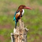 Chitwan 2 Nights All Inclusive Jungle Safari Tour - What You Get for the Price