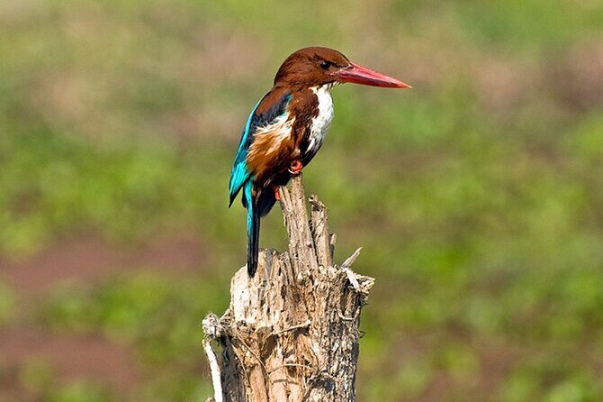 Chitwan 2 Nights All Inclusive Jungle Safari Tour - What You Get for the Price