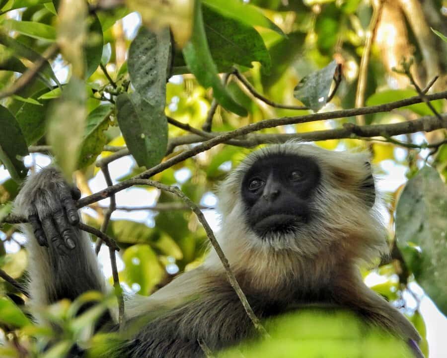 Chitwan: 3-Day Jungle Walk, Canoe Ride, and Jeep Safari back - In-Depth Breakdown of the Itinerary
