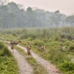 Chitwan: CANOEING & BIRDWATCHING & JEEP SAFARI - Who Will Love This Tour?