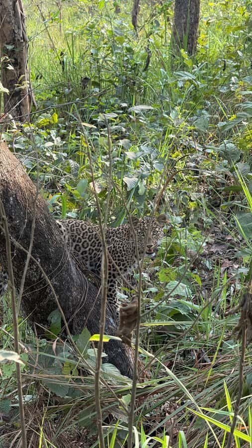 Chitwan: CANOEING & BIRDWATCHING & JEEP SAFARI - Practical Details and What to Expect